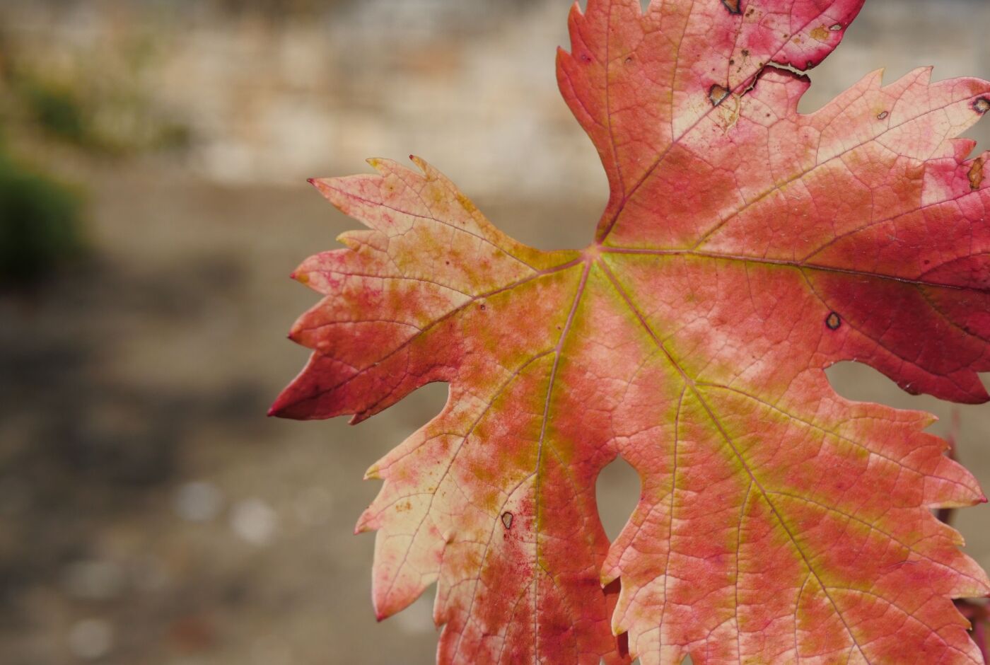 automne_aven_orgnac.jpg