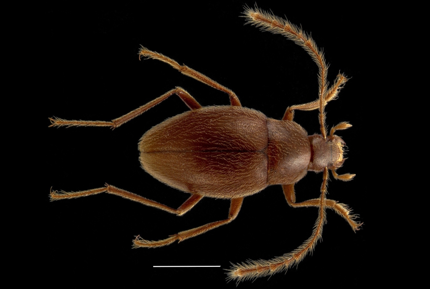 diaprysius-serullazi-1jpg.jpg