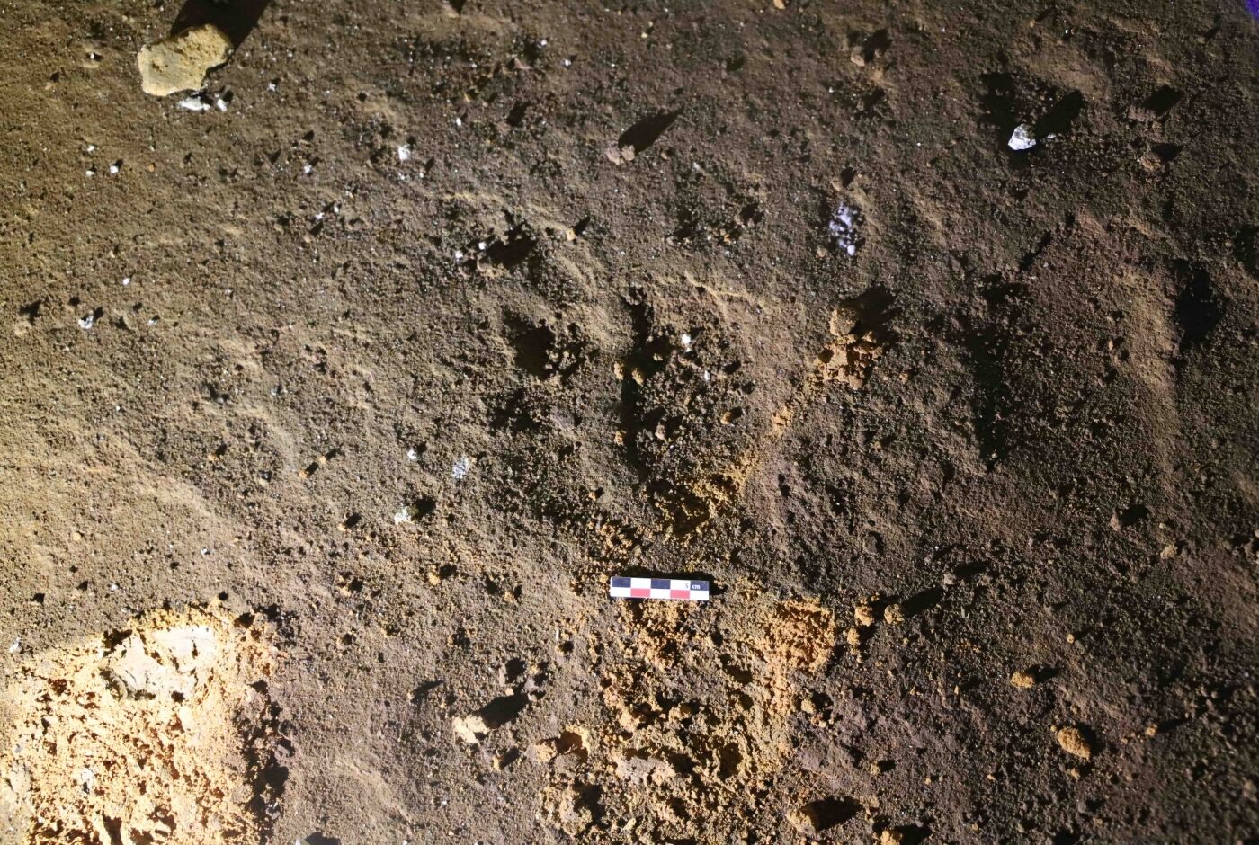 empreinte-ours-patte-avant-galerie-du-lac_n-lateur.jpeg
