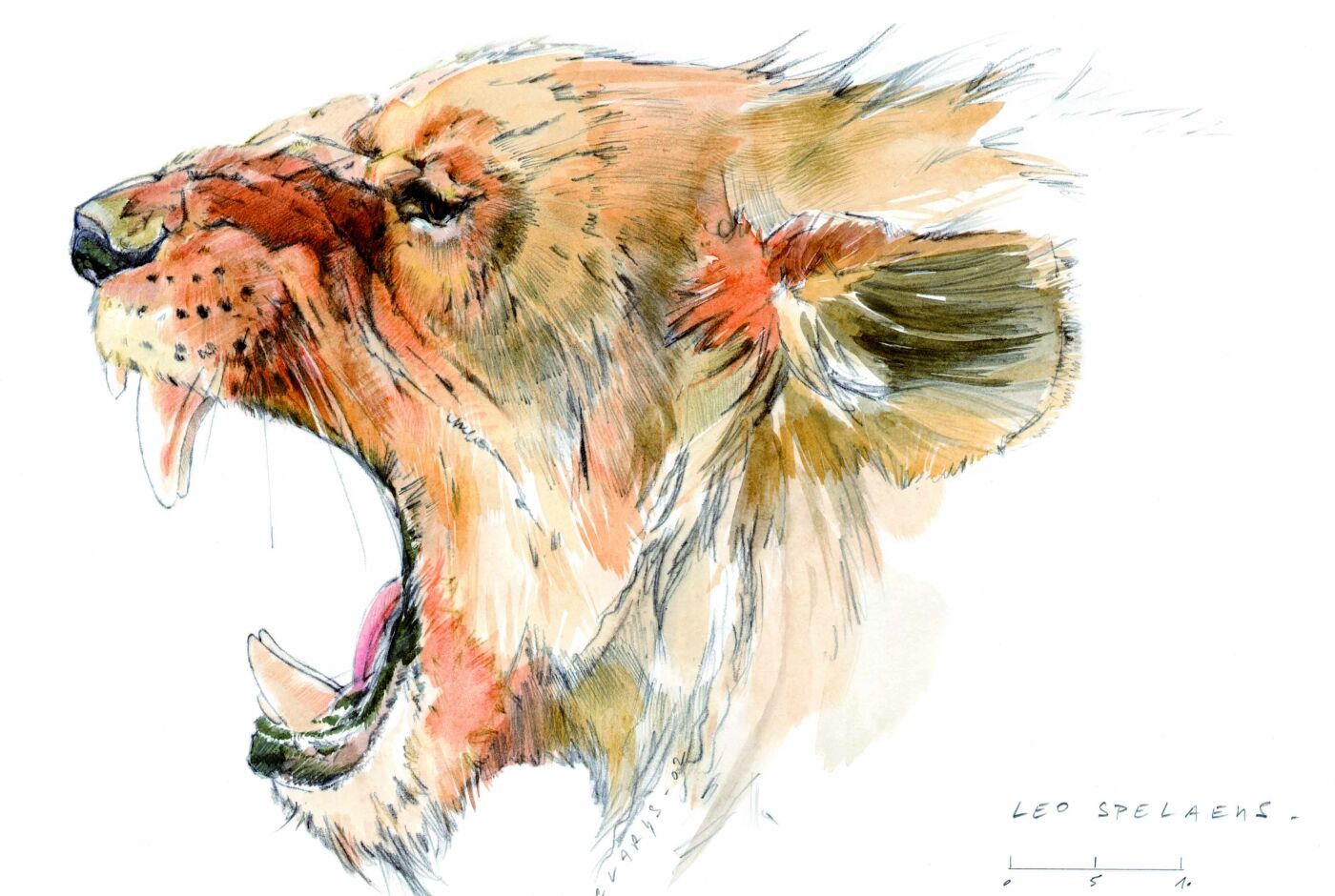 leo_spelaeus_illustration_benoit_clarys.jpg