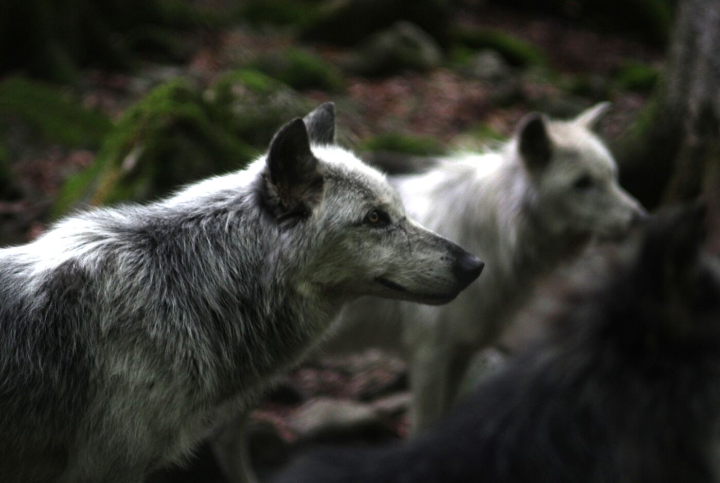 loup_ariege_photo_nlateur.jpg