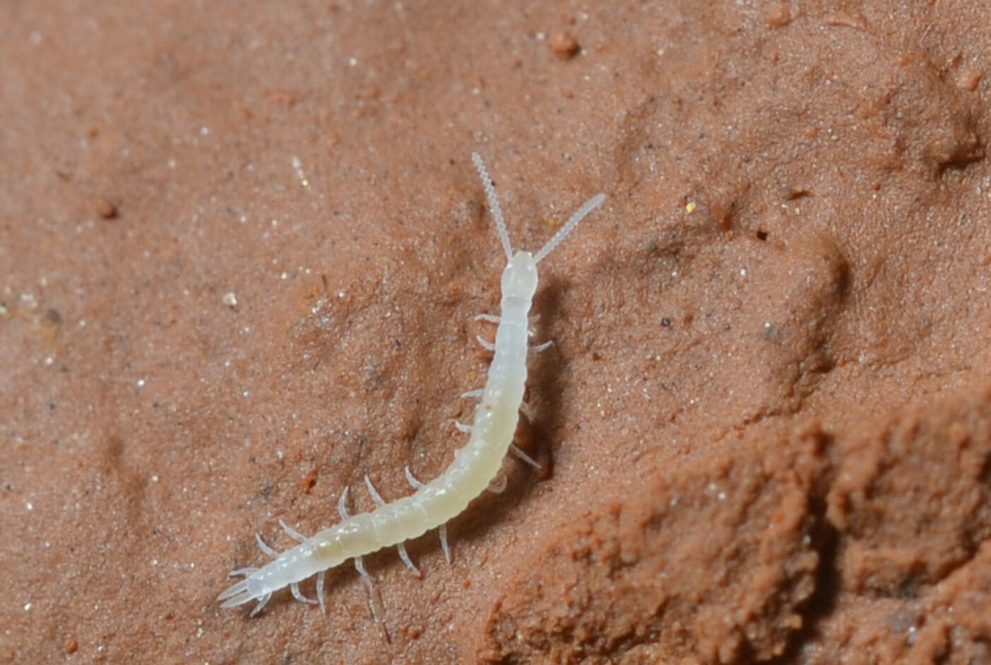 myriapode.jpg
