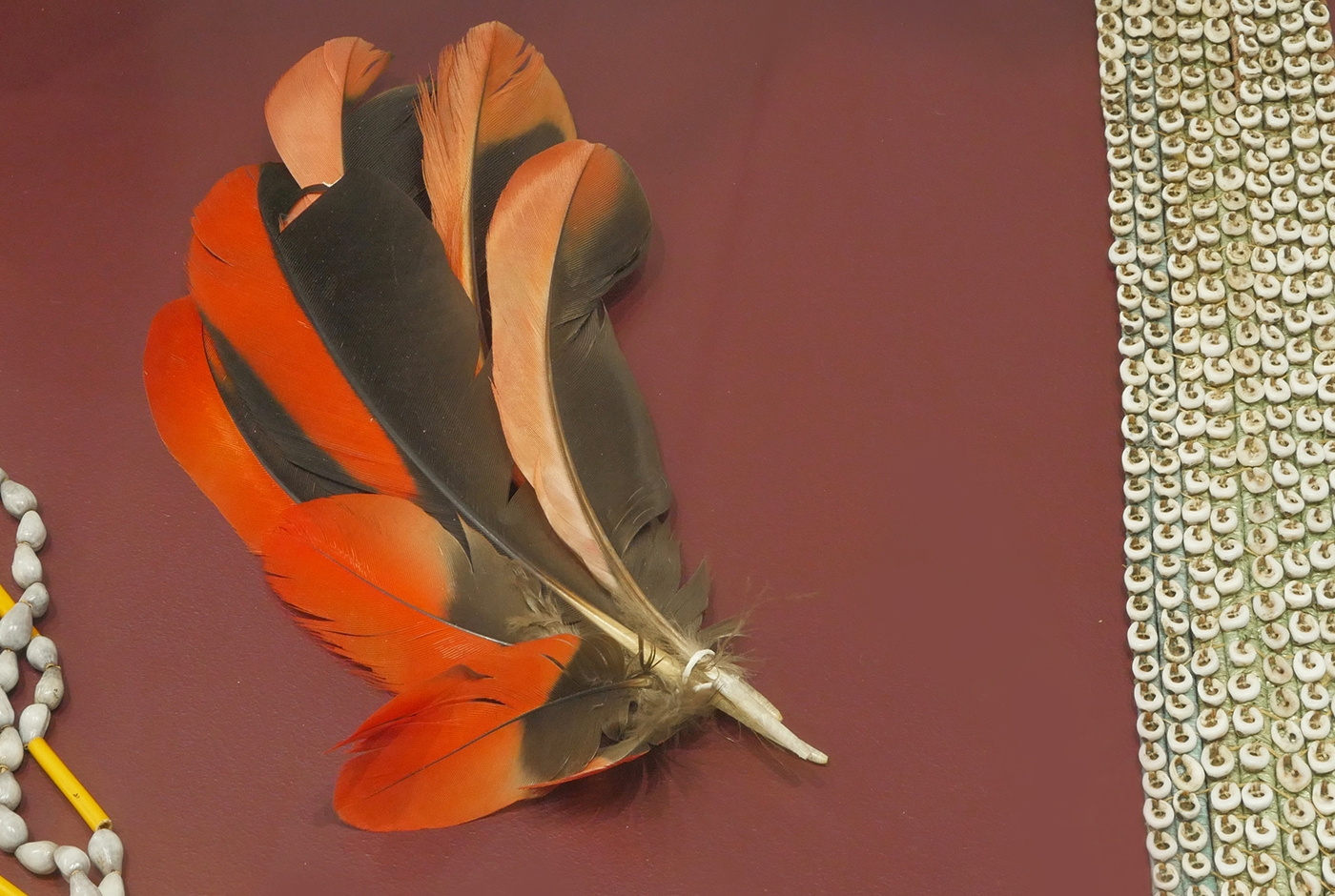 plumes_casoar_cite_prehistoire.jpg