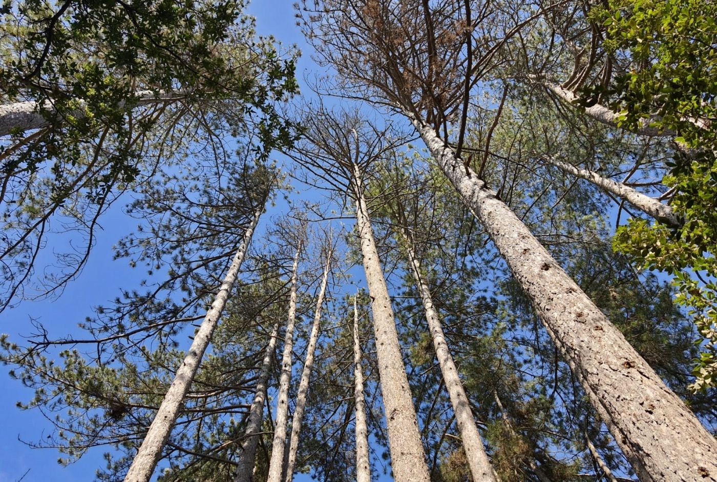 sentier_maubois_ardeche_nature_famille-_mf_codaccioni.jpg