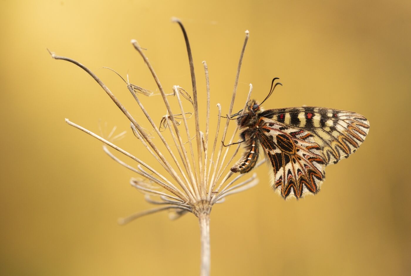 simon_bugnon_photographe_naturaliste_ardeche_conference_aven_orgnac(3).jpg