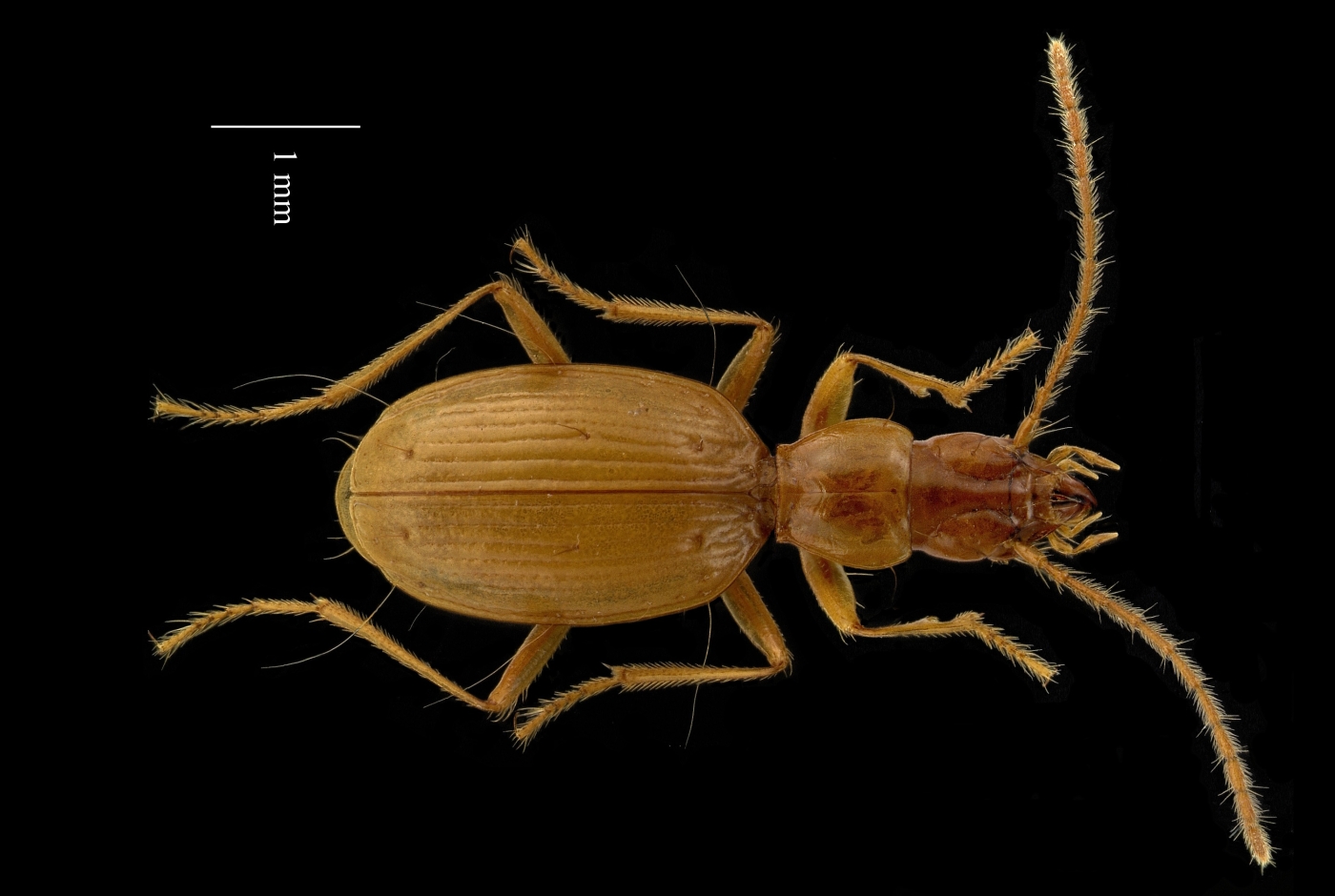 speotrechus-mayeti.jpg