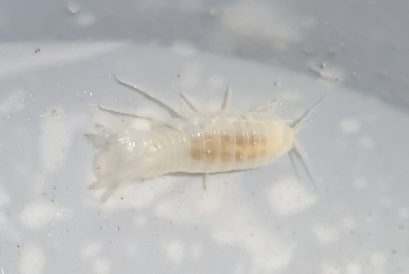 sphaeromides-raymondi.jpg