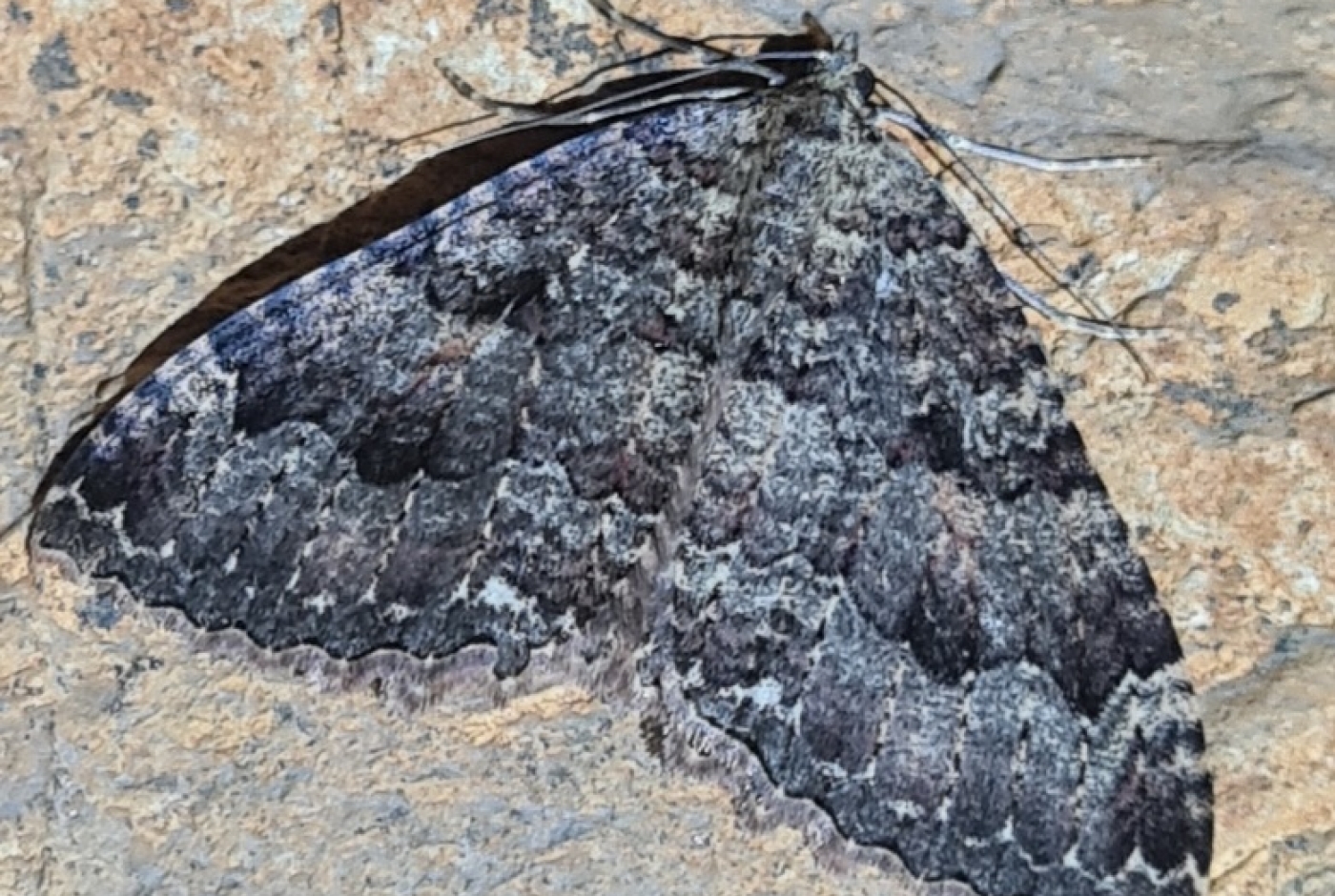 triphosa-dubitata.jpg
