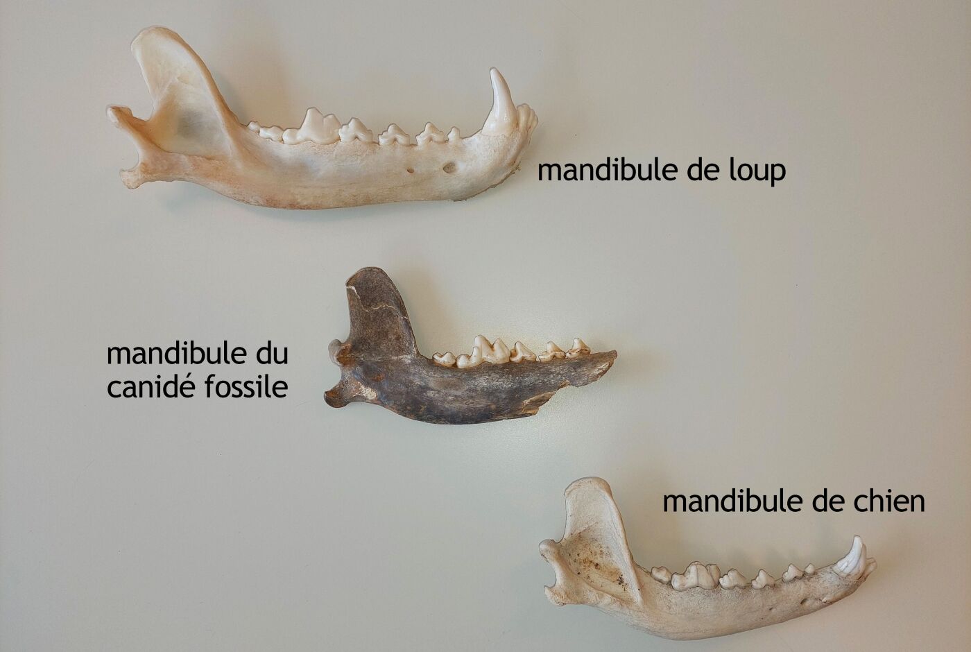 web_comparaison-entre-2-mandibules-modernes-et-la-mandibule-fossile_mr.jpg