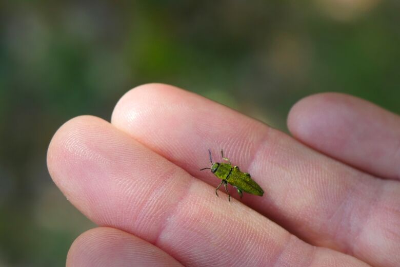 insecte_nature_aven_d_orgnac_credits_lisa_leandri.jpg