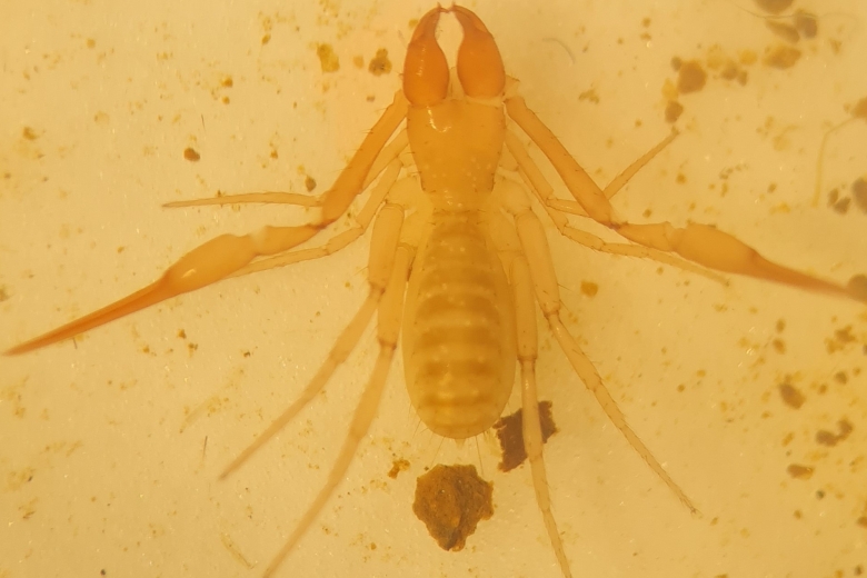 pseudoscorpion.jpg