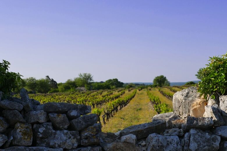 vignes_orgnac_ardeche_credits_l_leandri-copie.jpg